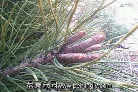 IMG0701A.jpg