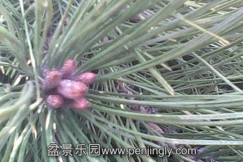 IMG0702A.jpg