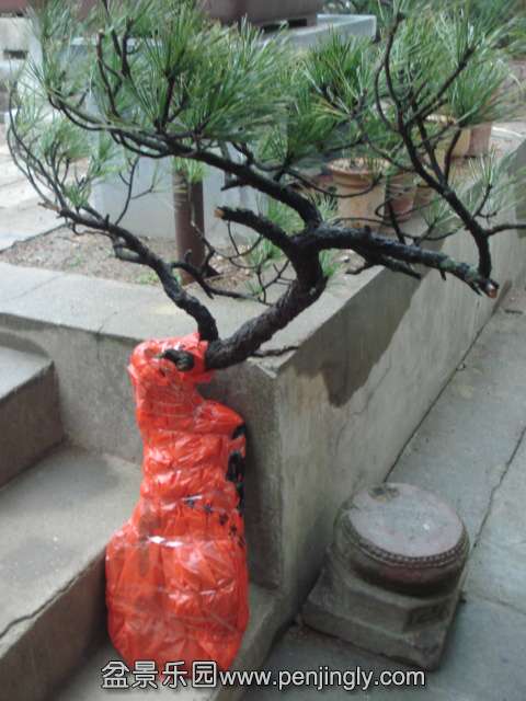 DSC00778.JPG