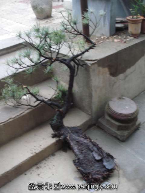 DSC00781.JPG