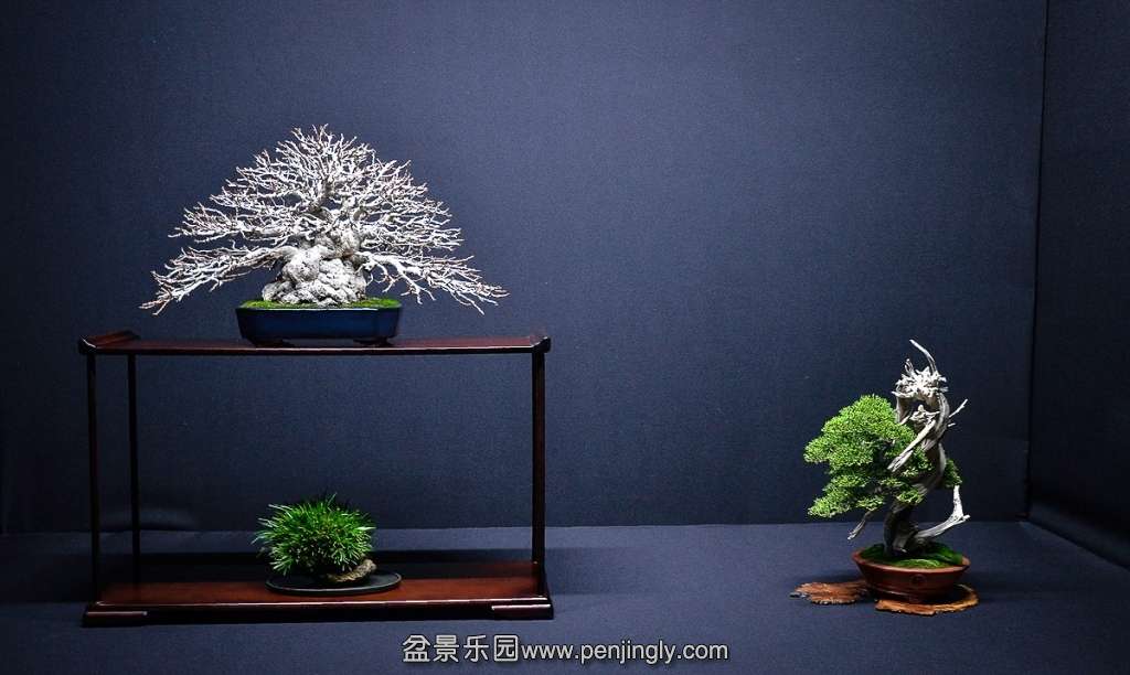 EUK BONSAI TEN 2013 037.jpg