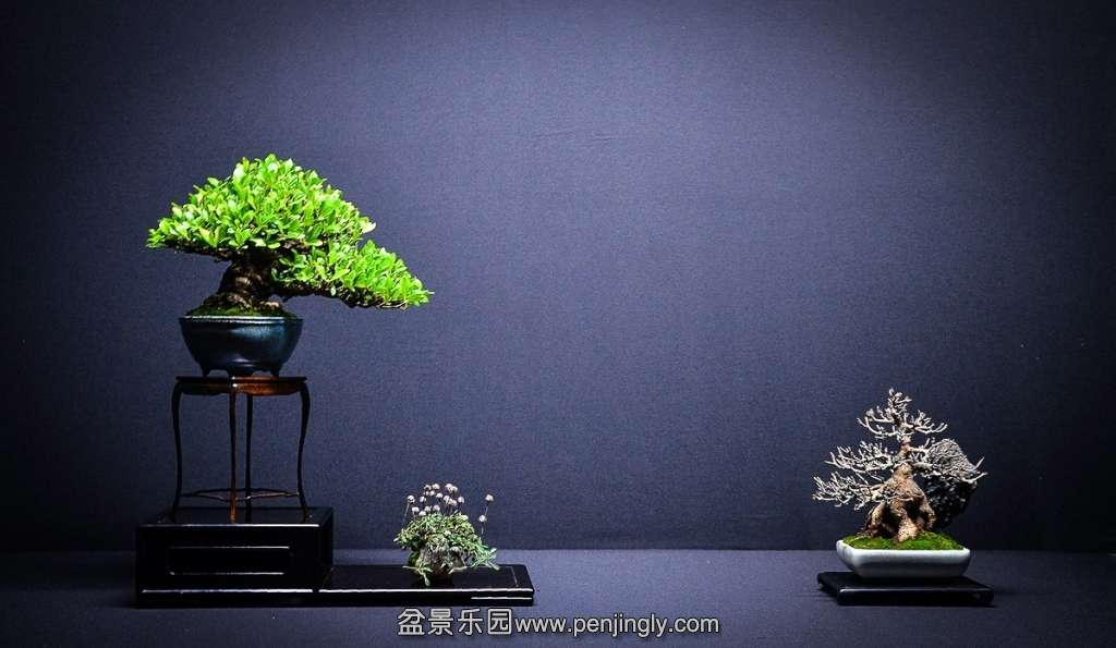 EUK BONSAI TEN 2013 038.jpg