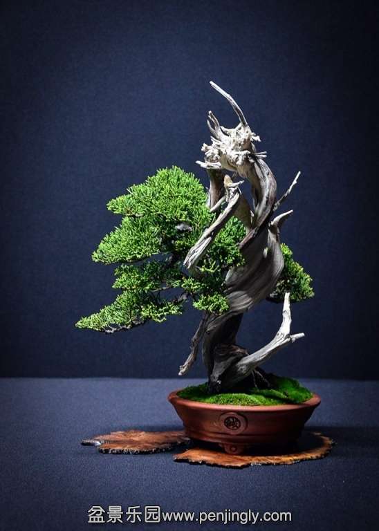 EUK BONSAI TEN 2013 039.jpg