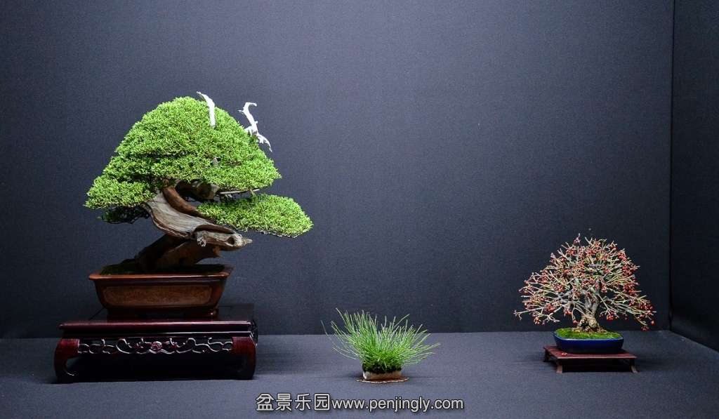 EUK BONSAI TEN 2013 120.jpg