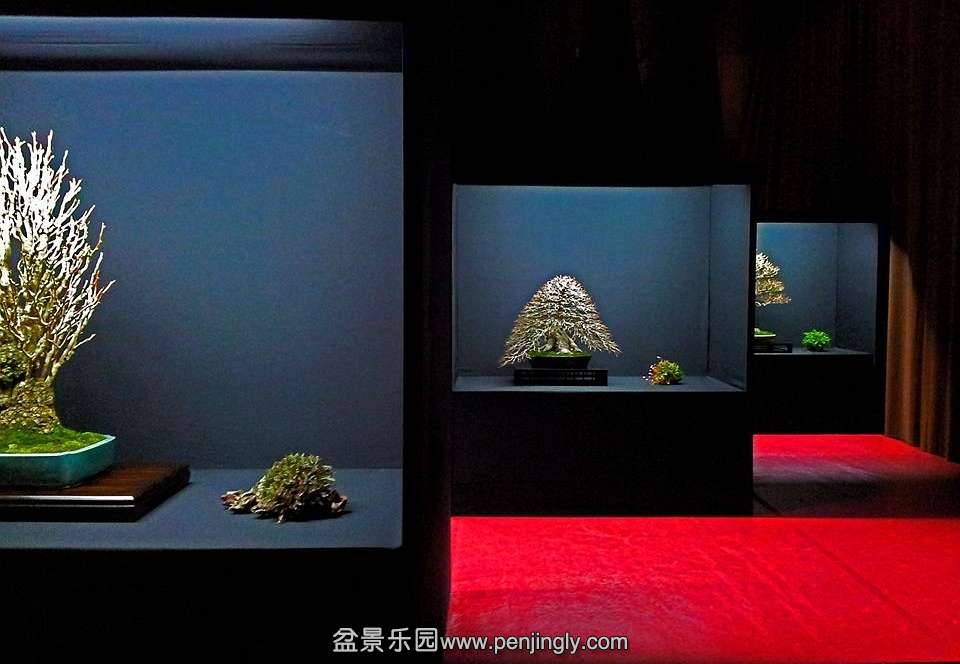 EUK BONSAI TEN 2013 152.jpg