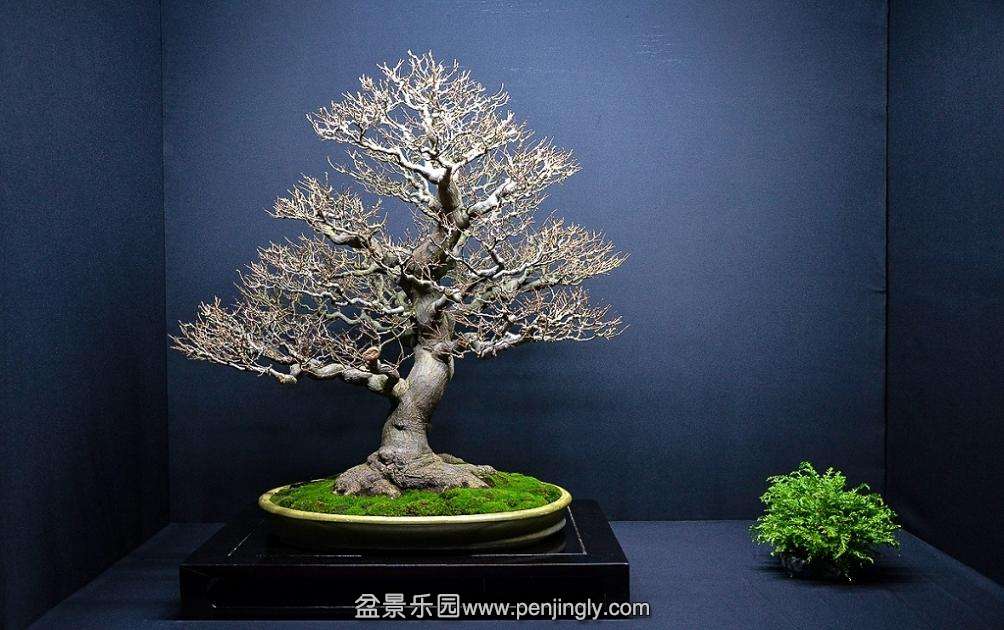 EUK BONSAI TEN 2013 035.jpg