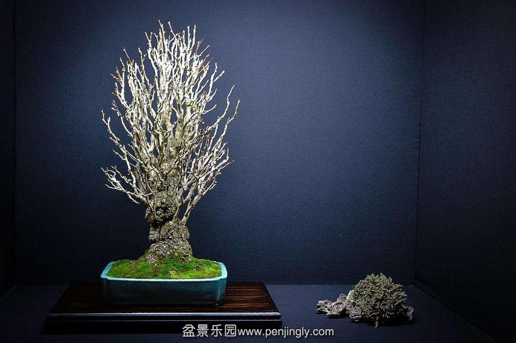 EUK BONSAI TEN 2013 036.jpg