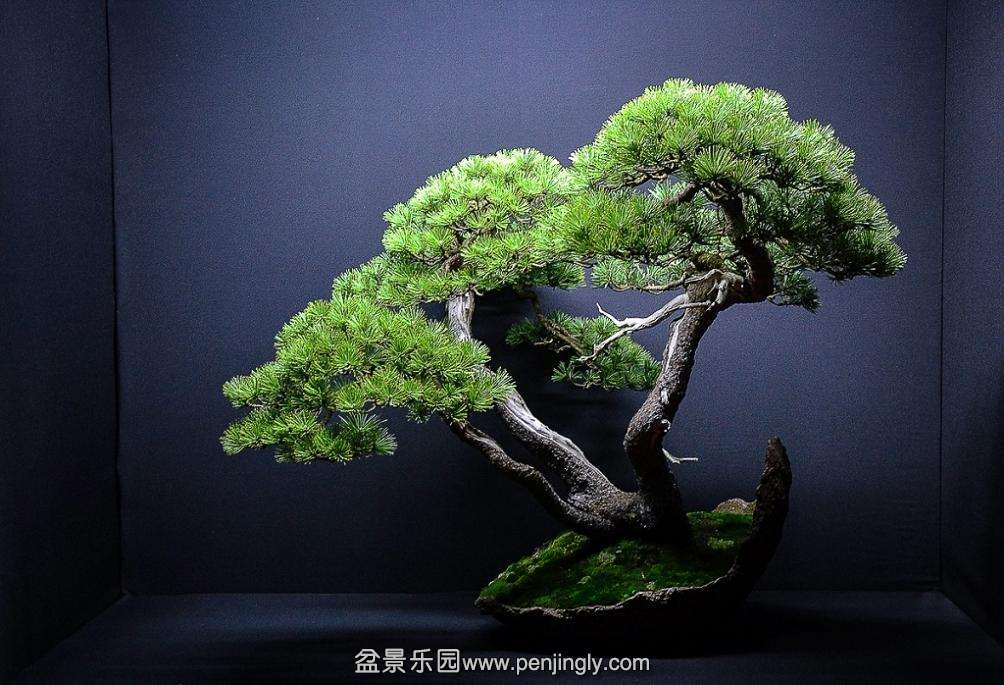 EUK BONSAI TEN 2013 041.jpg