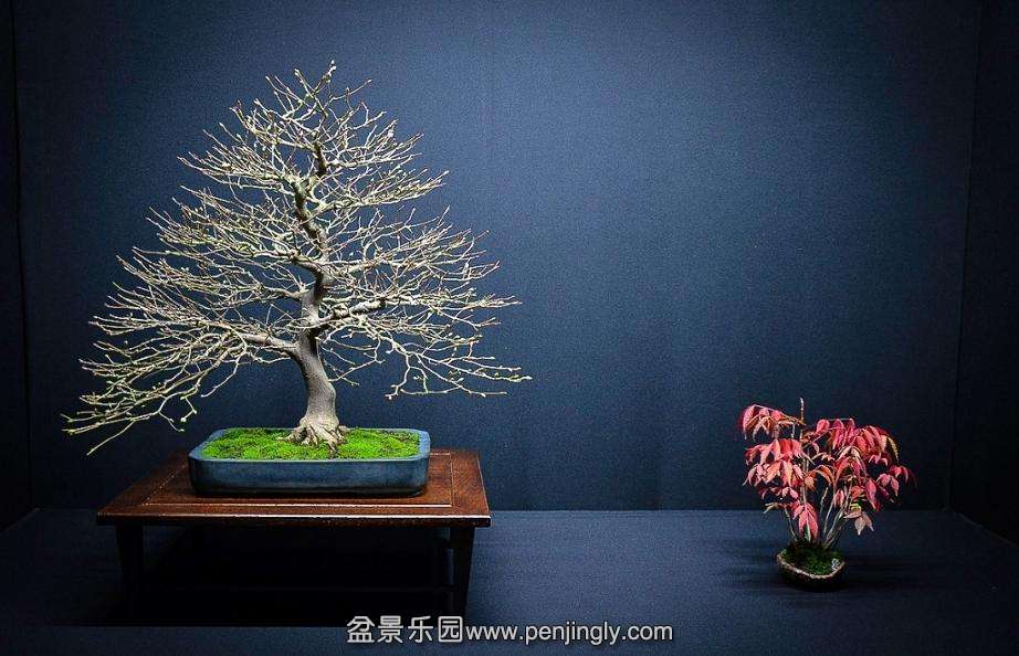 EUK BONSAI TEN 2013 042.jpg