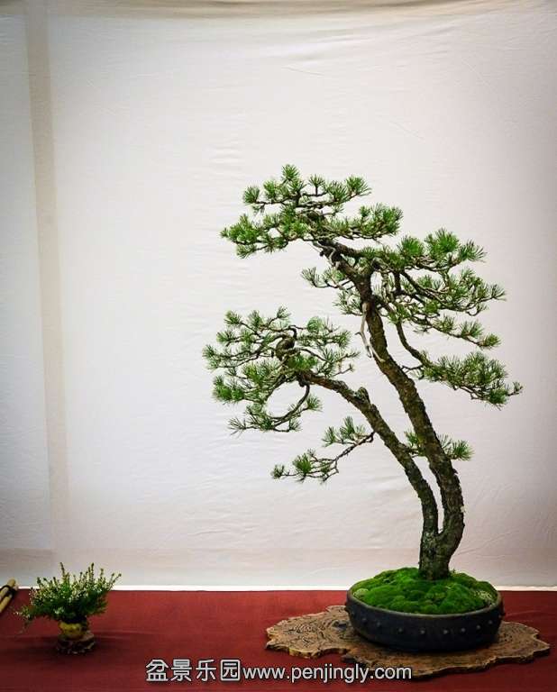 EUK BONSAI TEN 2013 052.jpg