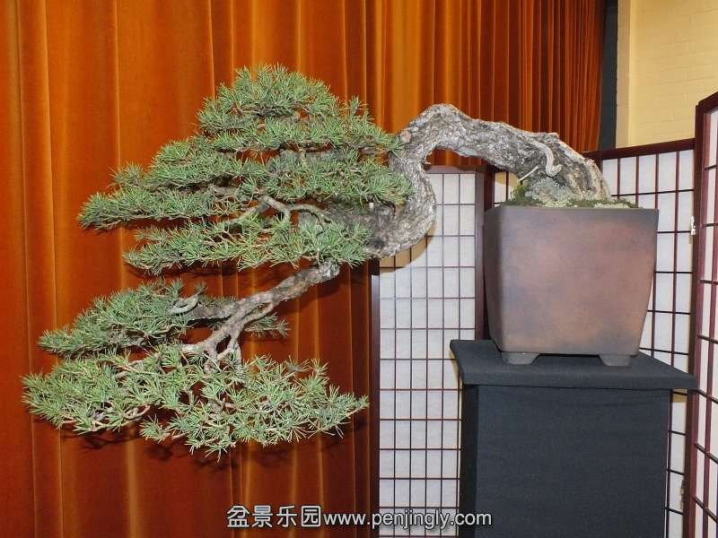 EUK Bonsai Ten 2013 061c.jpg