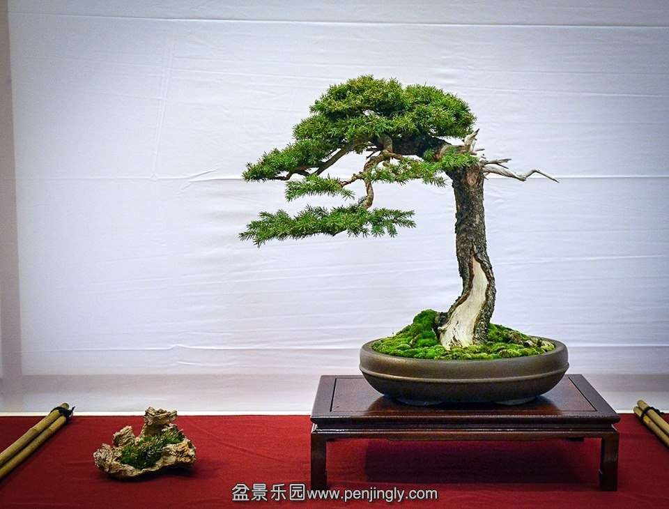 EUK BONSAI TEN 2013 076.jpg