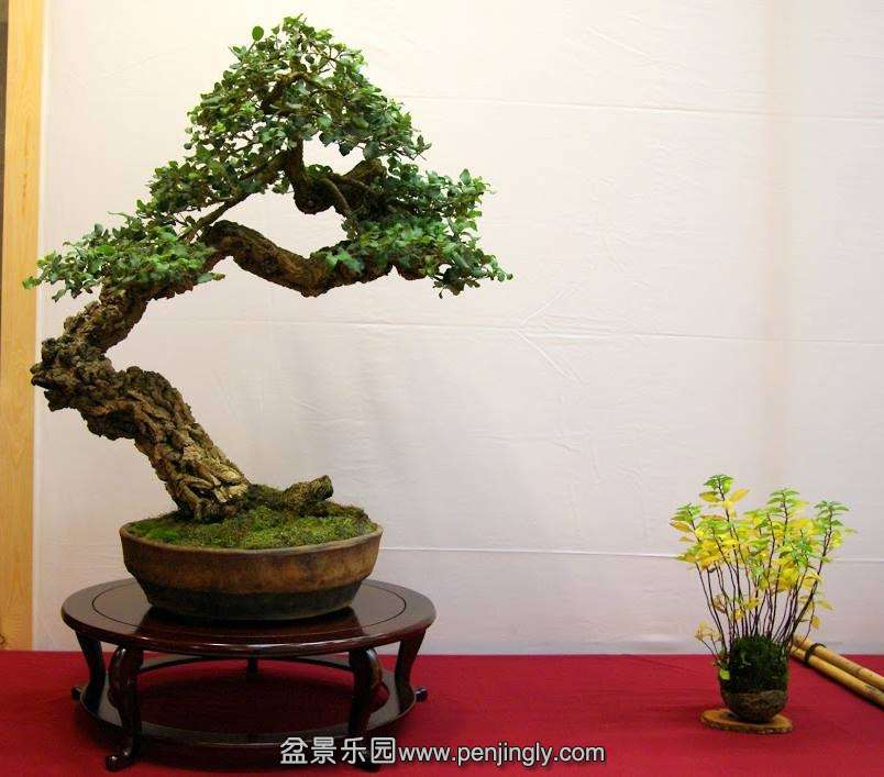 EUK BONSAI TEN 2013 015.jpg