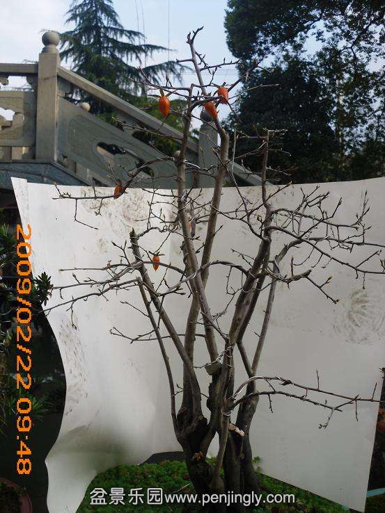 DSCI0949.JPG