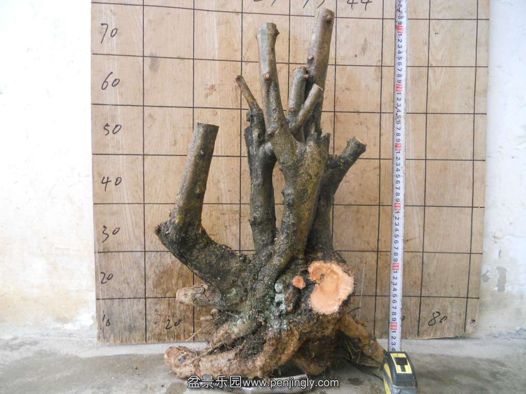 DSCN5961.JPG