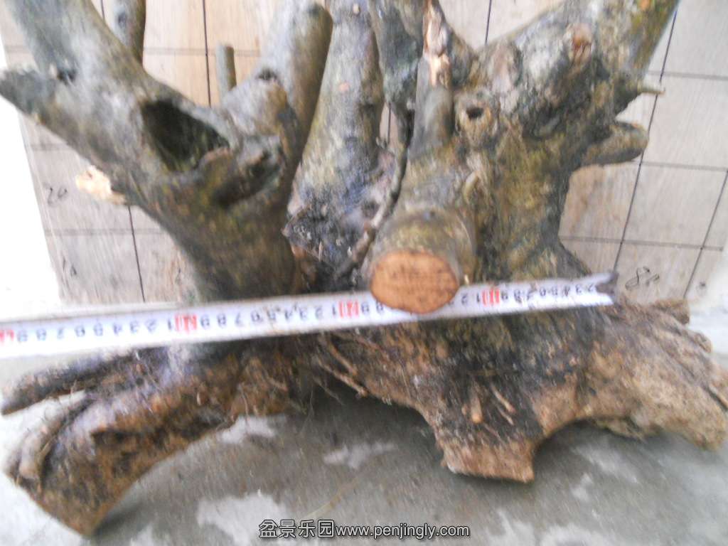 DSCN5970.JPG