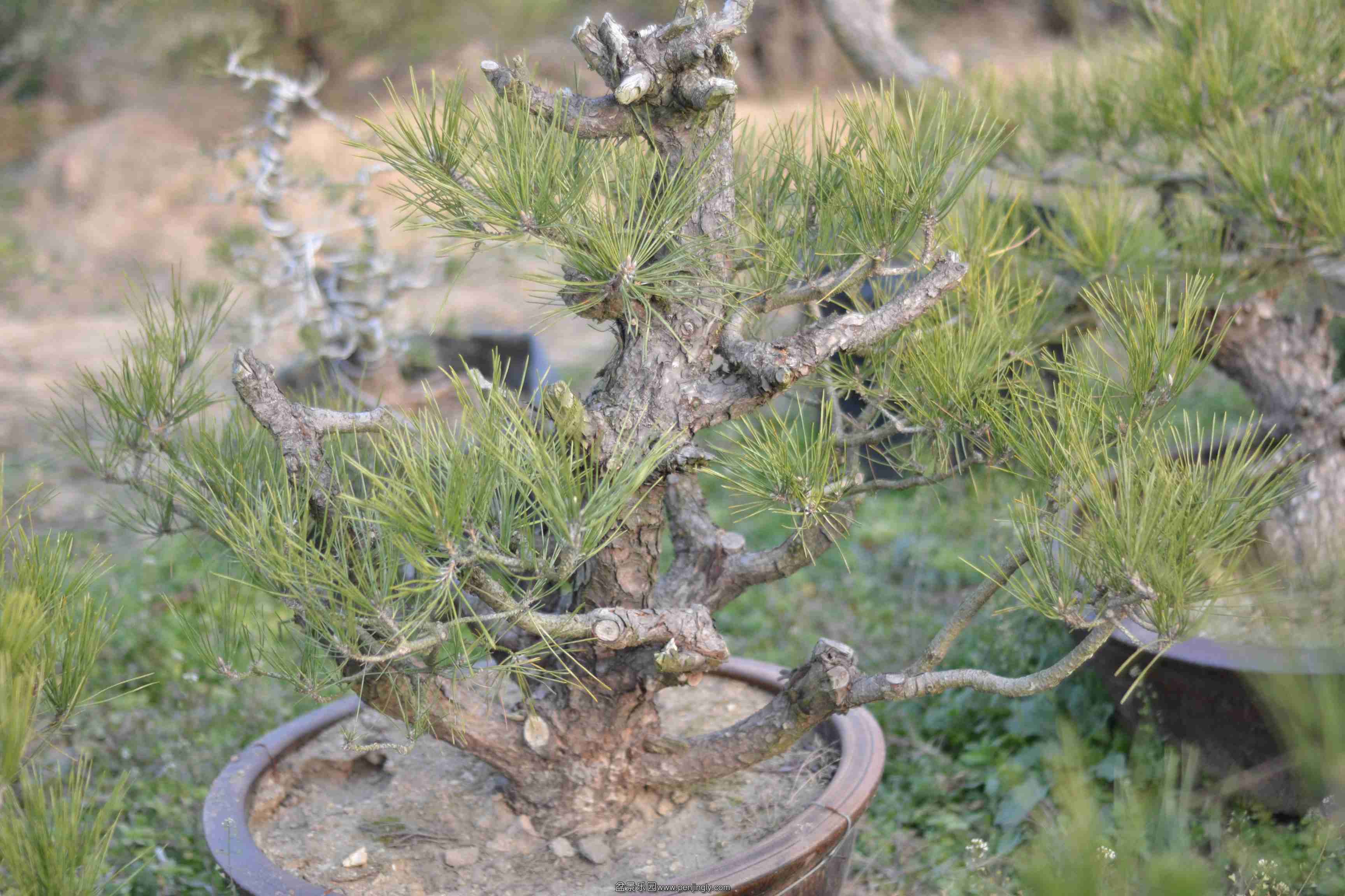 2013-12-19ز 004.jpg