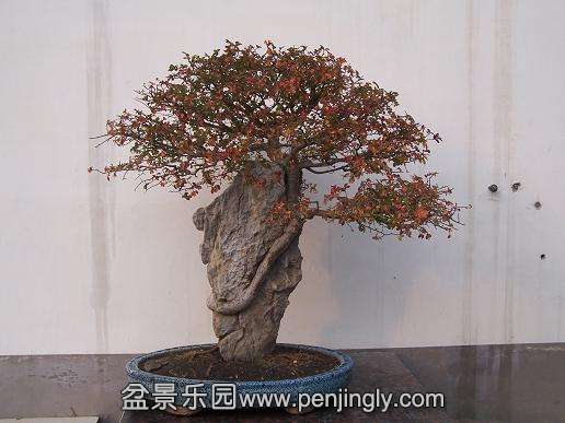  辰5 169.JPG
