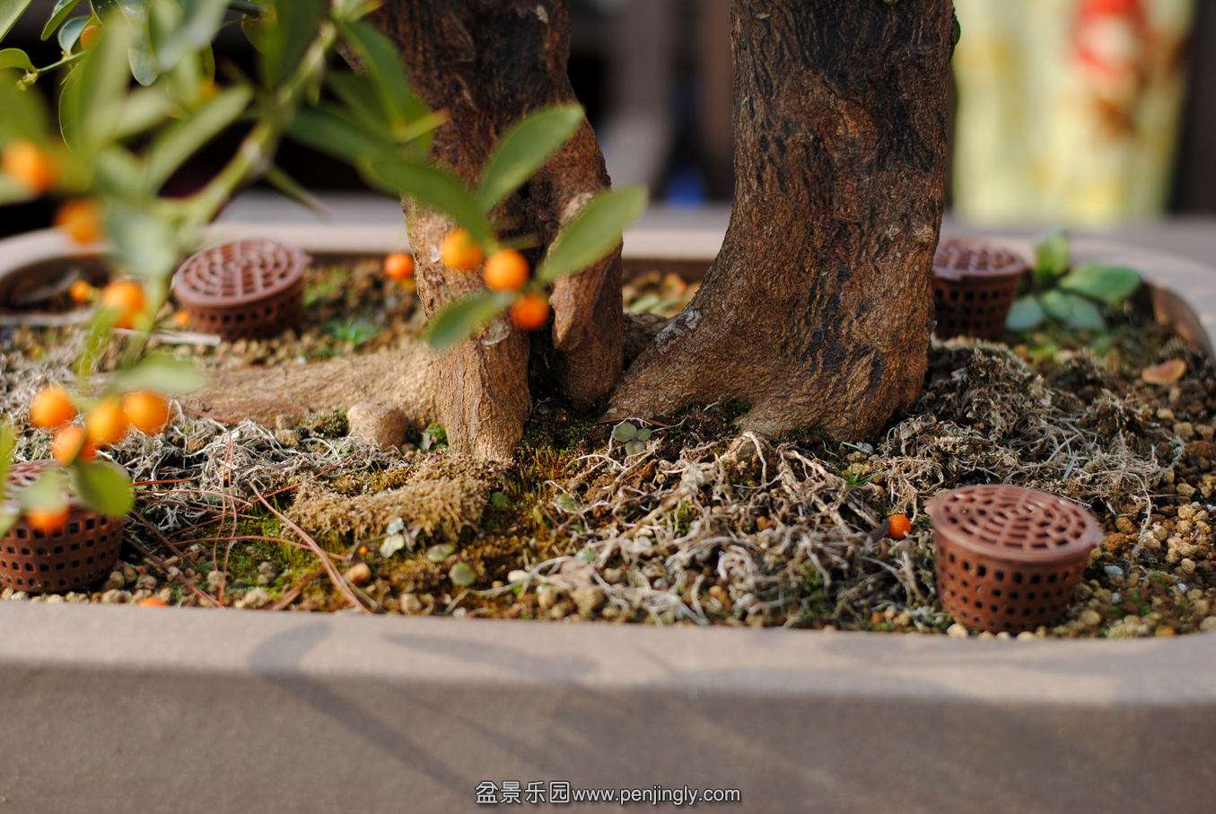 DSC_2869.JPG