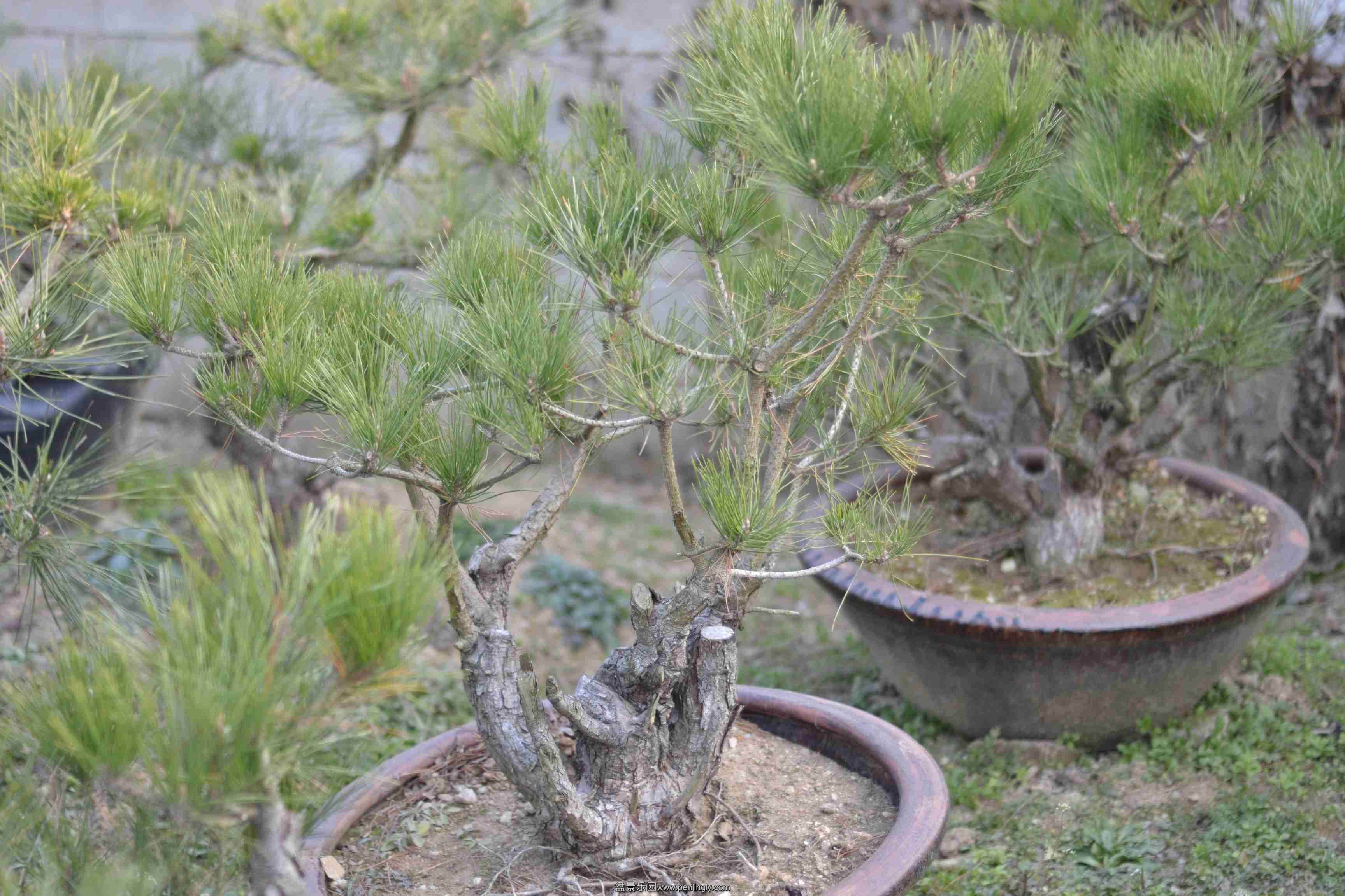 2013-12-19ز 005.jpg