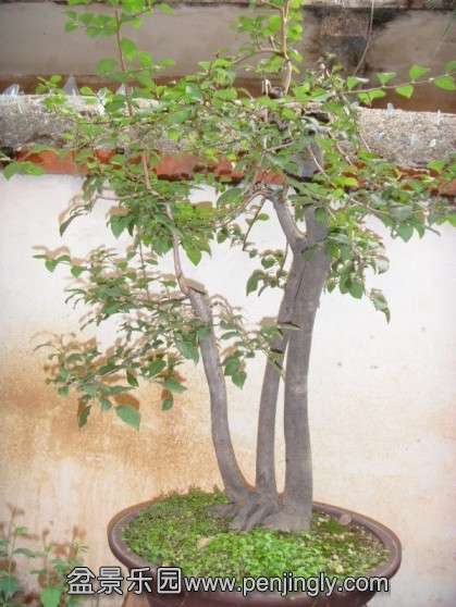 SDC13551.JPG