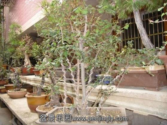 SDC13553.JPG
