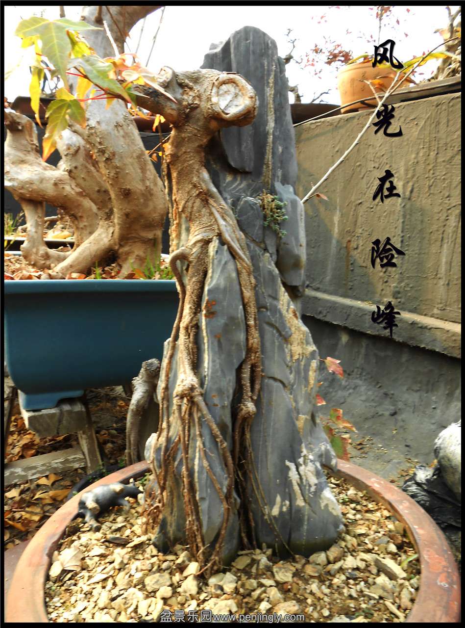 շ塷 ֣Ƿ  ʯߣ75cm