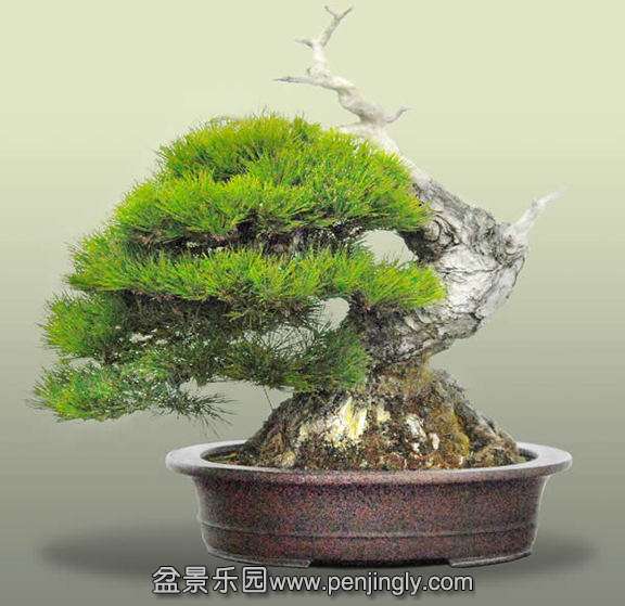 hiramatsu_0372_1-thumb-576x559-330.jpg