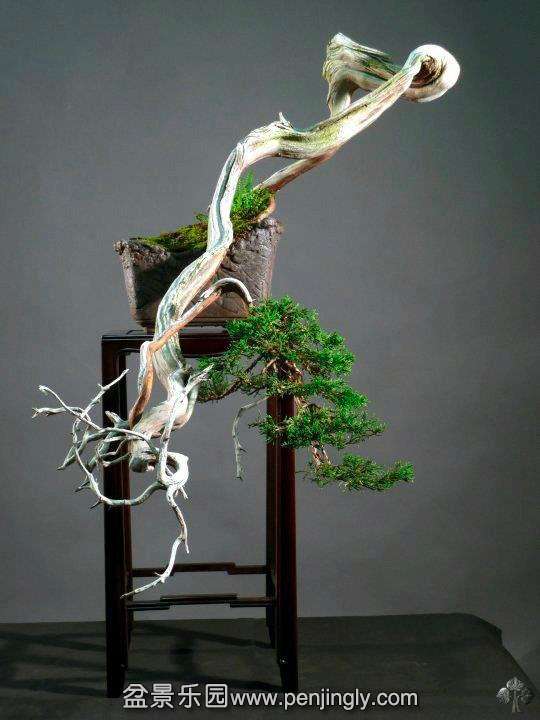 stunning_cascade_bonsai_1_20130202_1483739566.jpg