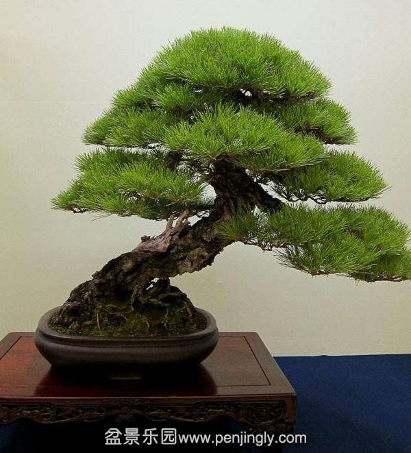 kokufuten-bonsai-japan41.jpg