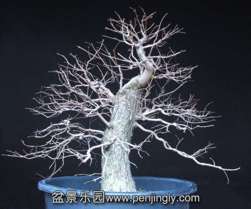 ATDeciduousBonsaiBranches_html_22c9e326.jpg
