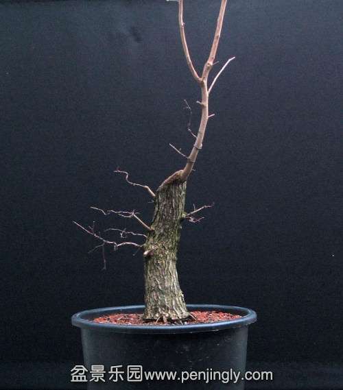 ATDeciduousBonsaiBranches_html_4102ec82.jpg