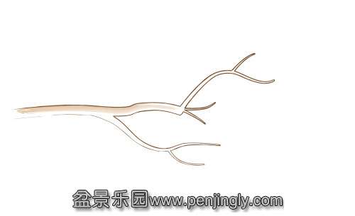 ATDeciduousBonsaiBranches_html_m42d4ea1.jpg