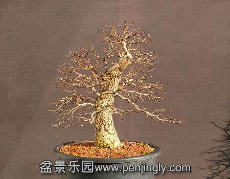 ATDeciduousBonsaiBranches_html_mb207f1e.jpg