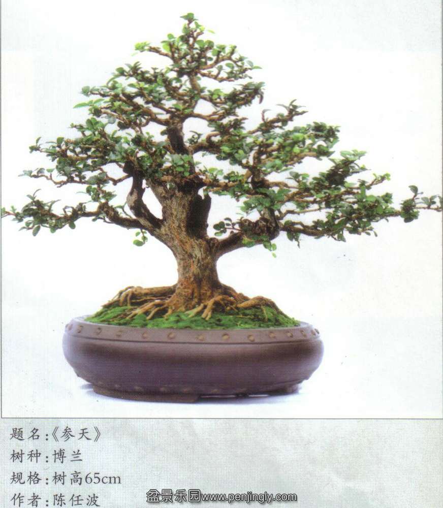 辰-β-.jpg