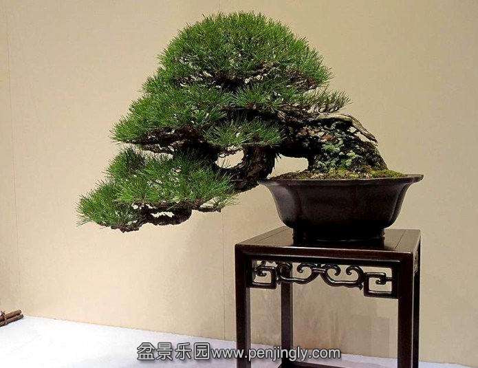 kokufuten-bonsai-japan20.jpg