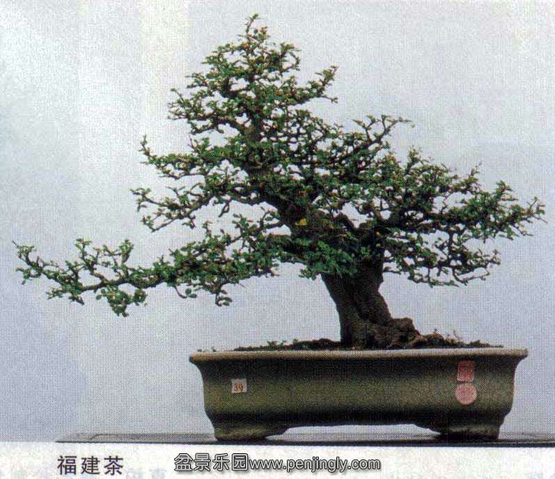 辰.jpg