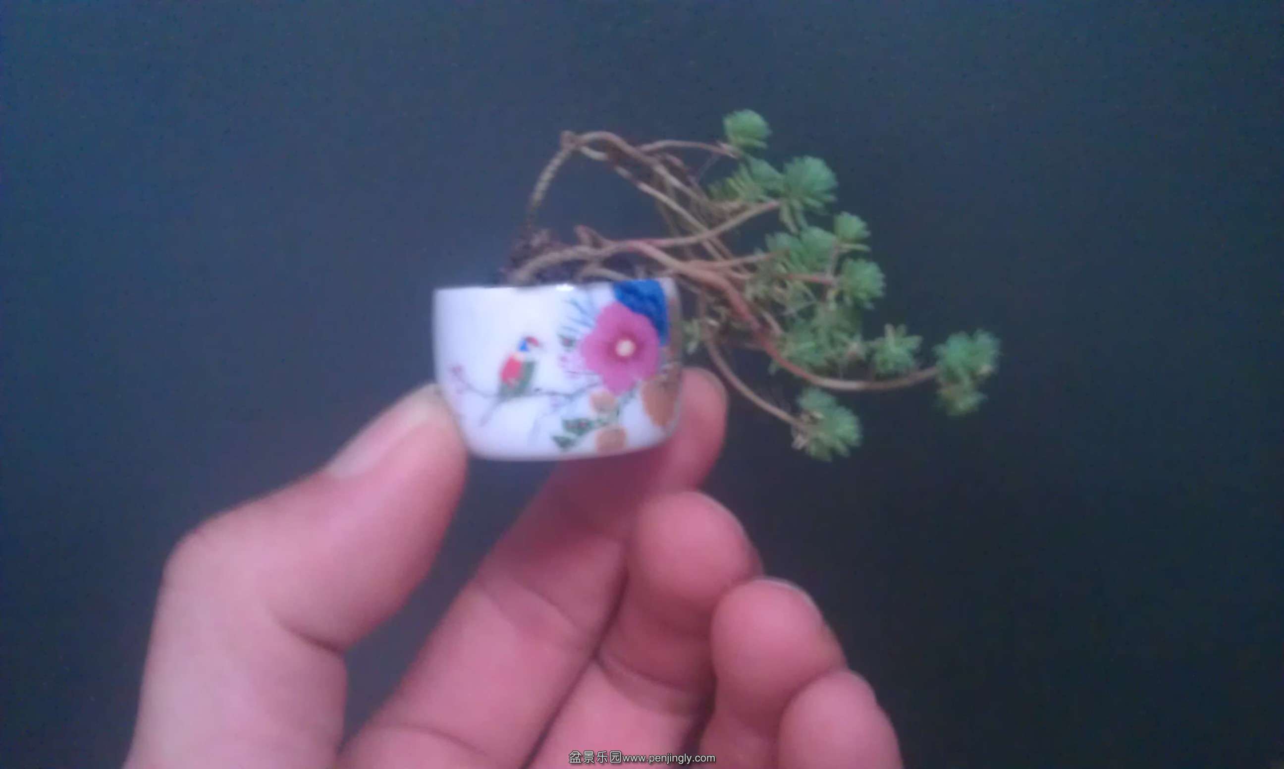 IMAG0734.jpg