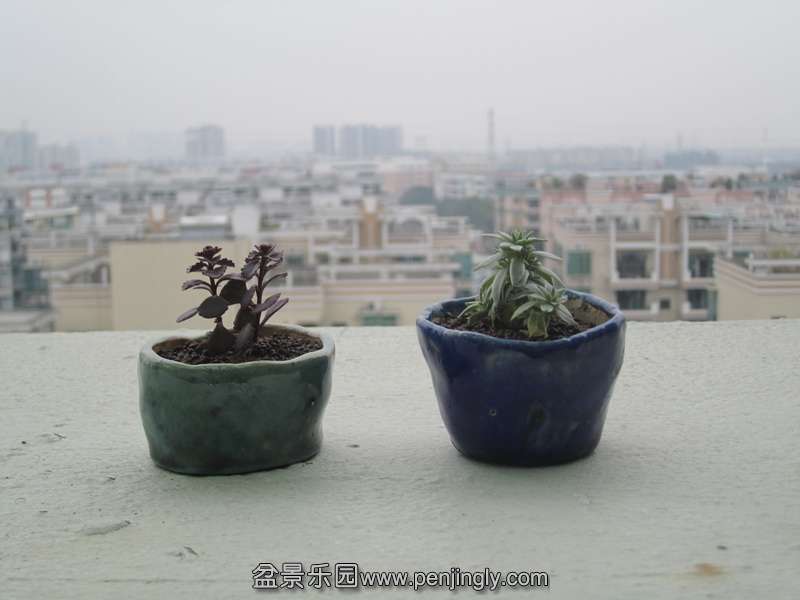 IMG_8203_С.JPG