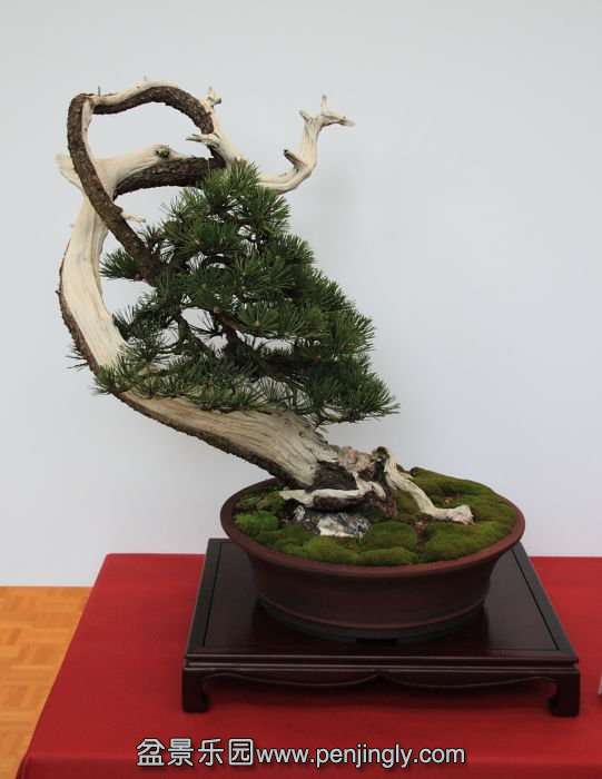 Bonsai Autumn 2010 001.jpg