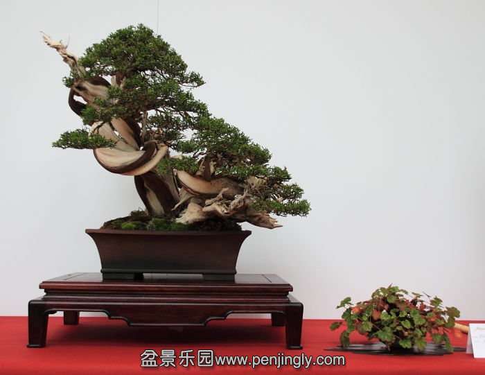 Bonsai Autumn 2010 002.jpg