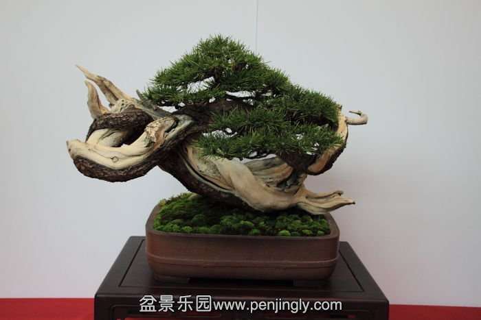 Bonsai Autumn 2010 009.jpg