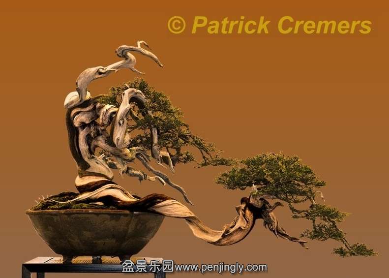 Bonsai van de maand oktober 2013 Juniperus sabina Patrick Cremers 2.jpg