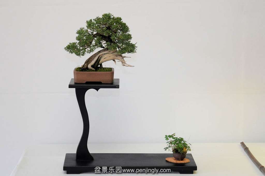 Shohin-seminar-13-XL.jpg