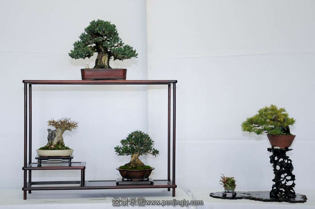 Shohin-seminar-17-XL.jpg