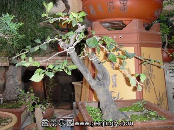 SDC13691.JPG