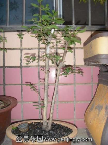 SDC13701.JPG