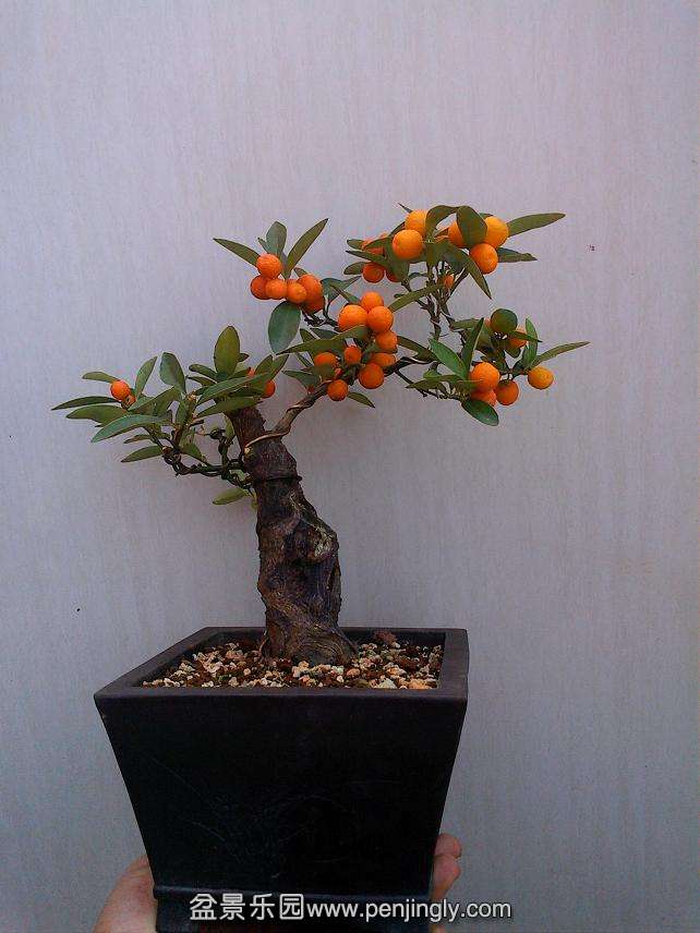 IMG0106103200.jpg