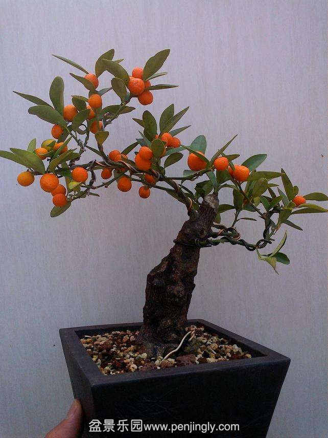 IMG0106103300.jpg