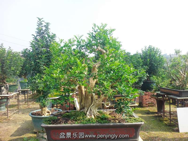 IMG20131107007.jpg